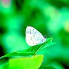 Holly blue butterfly (Celastrina argiolus)