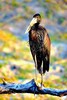 African openbill stork (Anastomus lamelligerus)