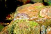Pyrenean desman (Galemys pyrenaicus)