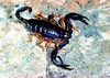 Italian scorpion (Euscorpius italicus)