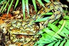 Reticulated python (Python reticulatus)