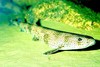 Greater spotted dogfish (Scyliorhinus stellaris)