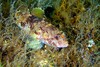 Rock goby (Gobius paganellus)