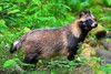 Raccoon dog (Nyctereutes procyonoides)