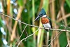 Amazon kingfisher (Chloroceryle amazona)