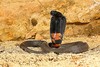 Black-necked spitting cobra (Naja nigricollis)