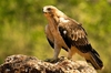 Booted eagle (Hieraaetus pennatus)