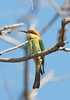 Rainbow bee-eater (Merops ornatus)
