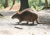 Parma wallaby (Macropus parma)