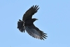 Fish crow (Corvus ossifragus)