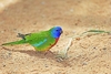 Scarlet-chested parrot (Neophema splendida)
