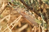 Egyptian grasshopper (Anacridium aegyptium)
