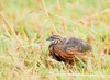 Harlequin quail (Coturnix delegorguei)