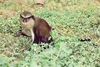 Mona monkey (Cercopithecus mona)