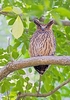 Tawny fish owl (Ketupa flavipes)