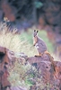 Yellow-footed rock wallaby (Petrogale xanthopus)