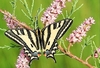 Southern swallowtail (Papilio alexanor)