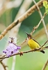 Brown-throated sunbird (Anthreptes malacensis)