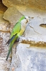 Monk parakeet (Myiopsitta monachus)