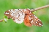 Kentish glory moth (Endromis versicolora)