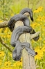 Eastern rat snake (Pantherophis alleghaniensis)