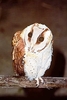 Oriental bay owl (Phodilus badius)