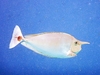 Short-nosed unicornfish (Naso brevirostris)