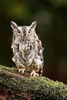 Eastern screech owl (Megascops asio)