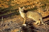 African wildcat (Felis lybica)