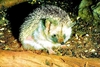 Long-eared hedgehog (Hemiechinus auritus)