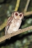 Collared scops owl (Otus lettia)