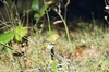 Common iora (Aegithina tiphia)