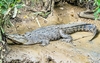 Estuarine crocodile (Crocodylus porosus)