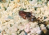 Southern bobtail squid (Euprymna tasmanica)
