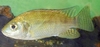 Nile tilapia (Oreochromis niloticus)