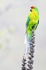 New Caledonian parakeet (Cyanoramphus saisseti)