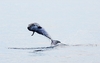 Pygmy sperm whale (Kogia breviceps)