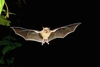 Jamaican fruit-eating bat  (Artibeus jamaicensis)
