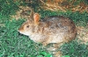 Hispid hare (Caprolagus hispidus)