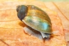 Great pond snail (Lymnaea stagnalis)