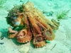 Maori octopus (Macroctopus maorum)