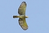 Southern banded snake eagle (Circaetus fasciolatus)