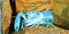 Blue crayfish (Procambarus alleni)