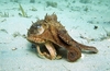 Pale octopus (Octopus pallidus)