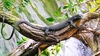 Black tree monitor (Varanus beccarii)