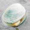 Native littleneck clam (Leukoma staminea)