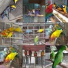 Buy all species of parrots online