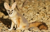 Blanford's fox (Vulpes cana)
