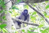 Booted macaque (Macaca ochreata)