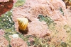 Boreal topsnail (Calliostoma occidentale)
